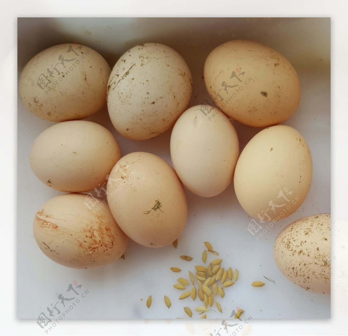 土鸡蛋初生蛋