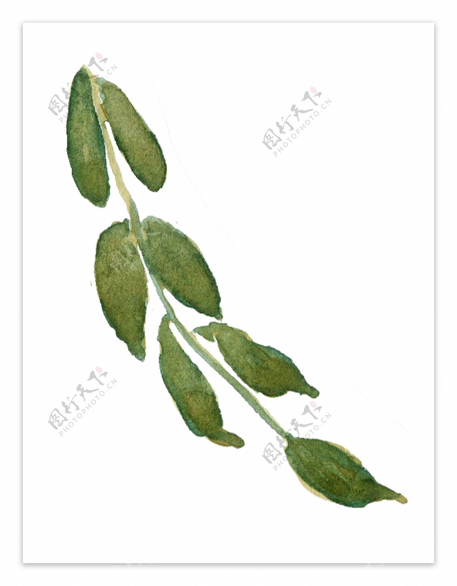 草绿豌豆卡通透明素材