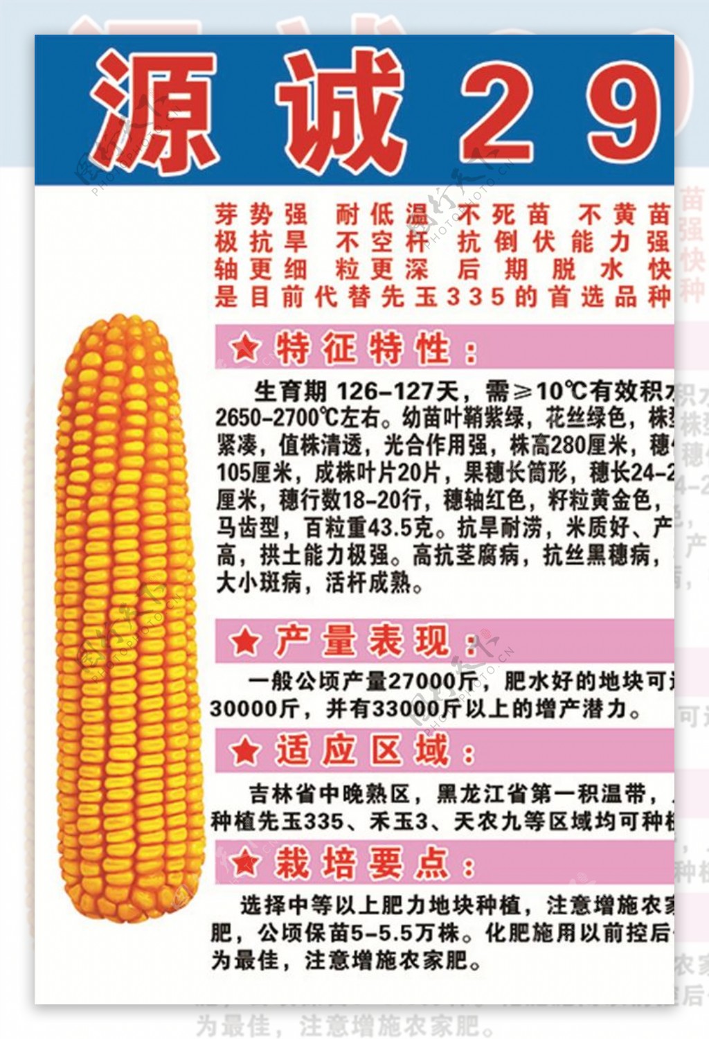 玉米种