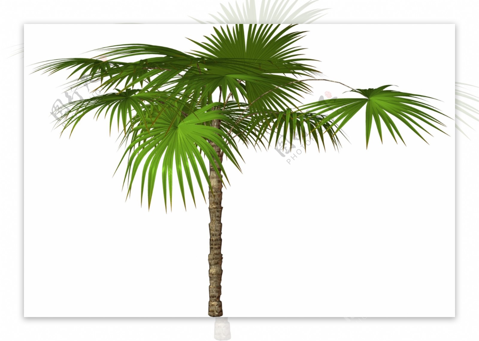热带棕榈树免抠psd透明素材
