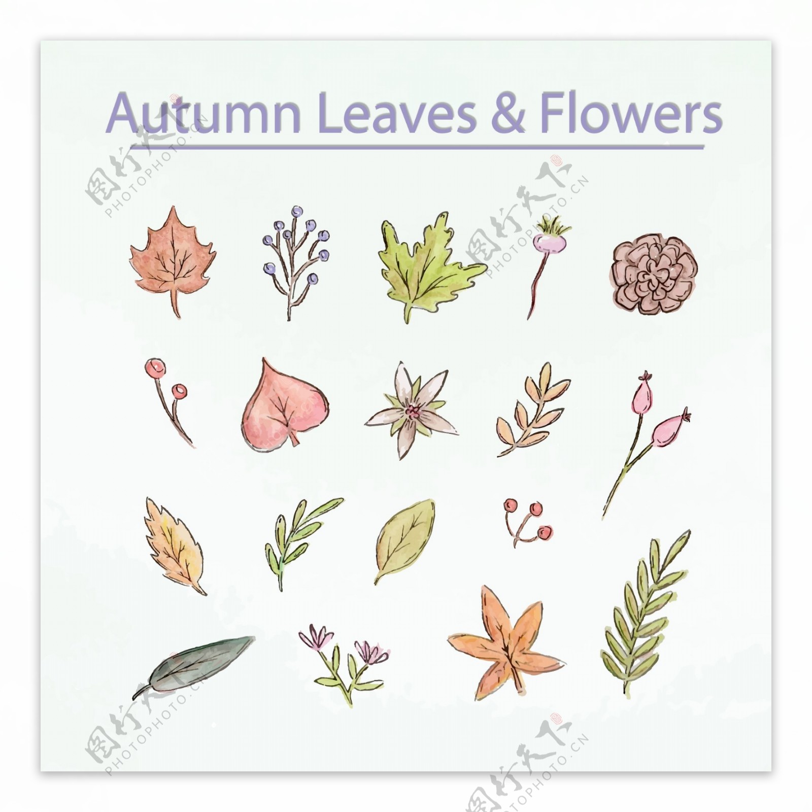 18款彩绘秋季叶子和花朵