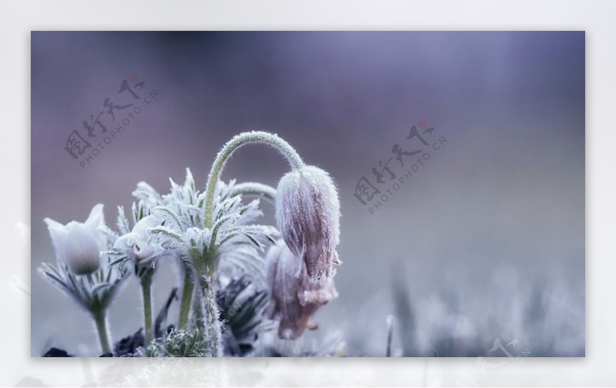 冰天雪地冬天雪景