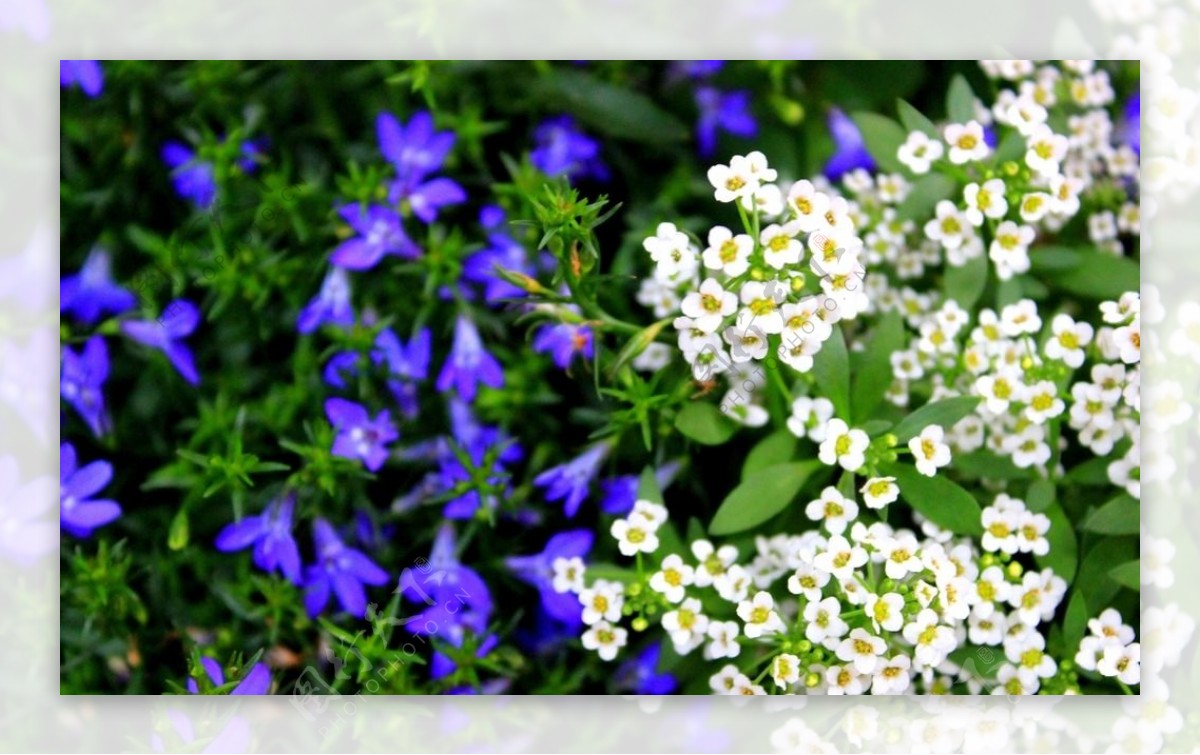 鲜花鲜花背景