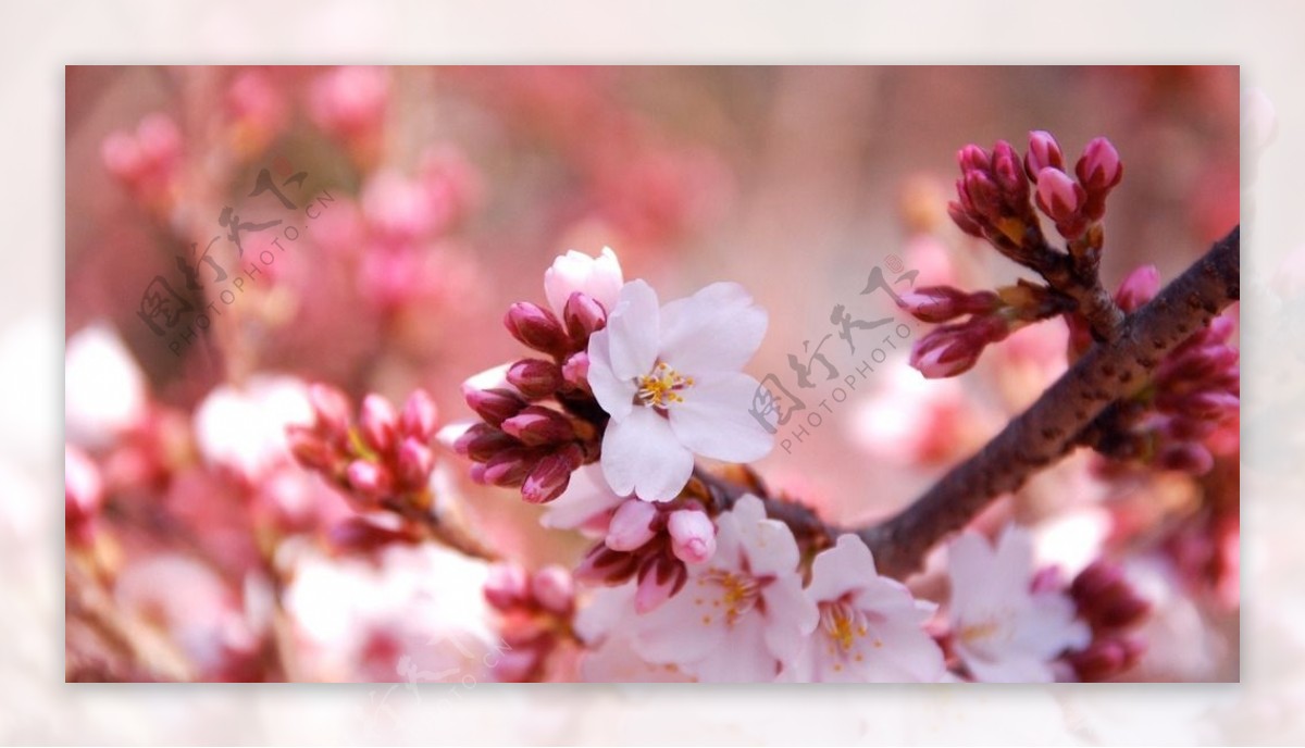 鲜花鲜花背景