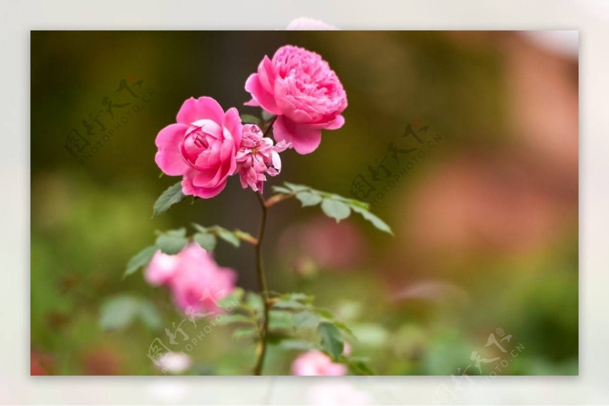 鲜花鲜花背景