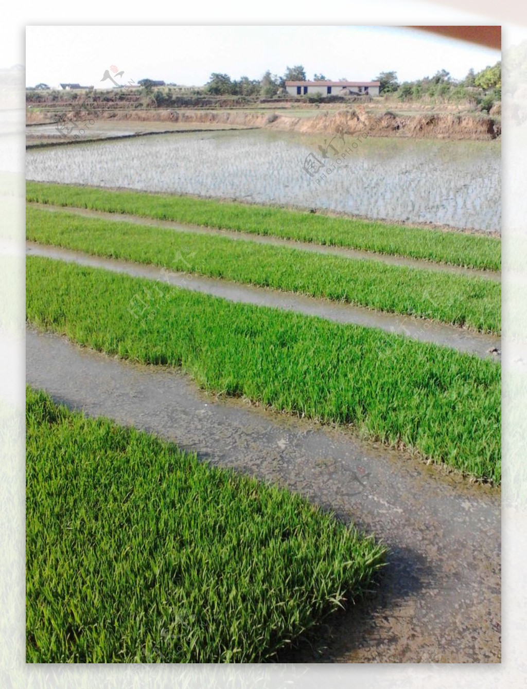 农村稻谷秧苗风景