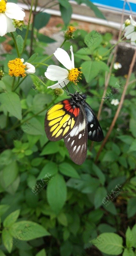 白野菊花与蝴蝶