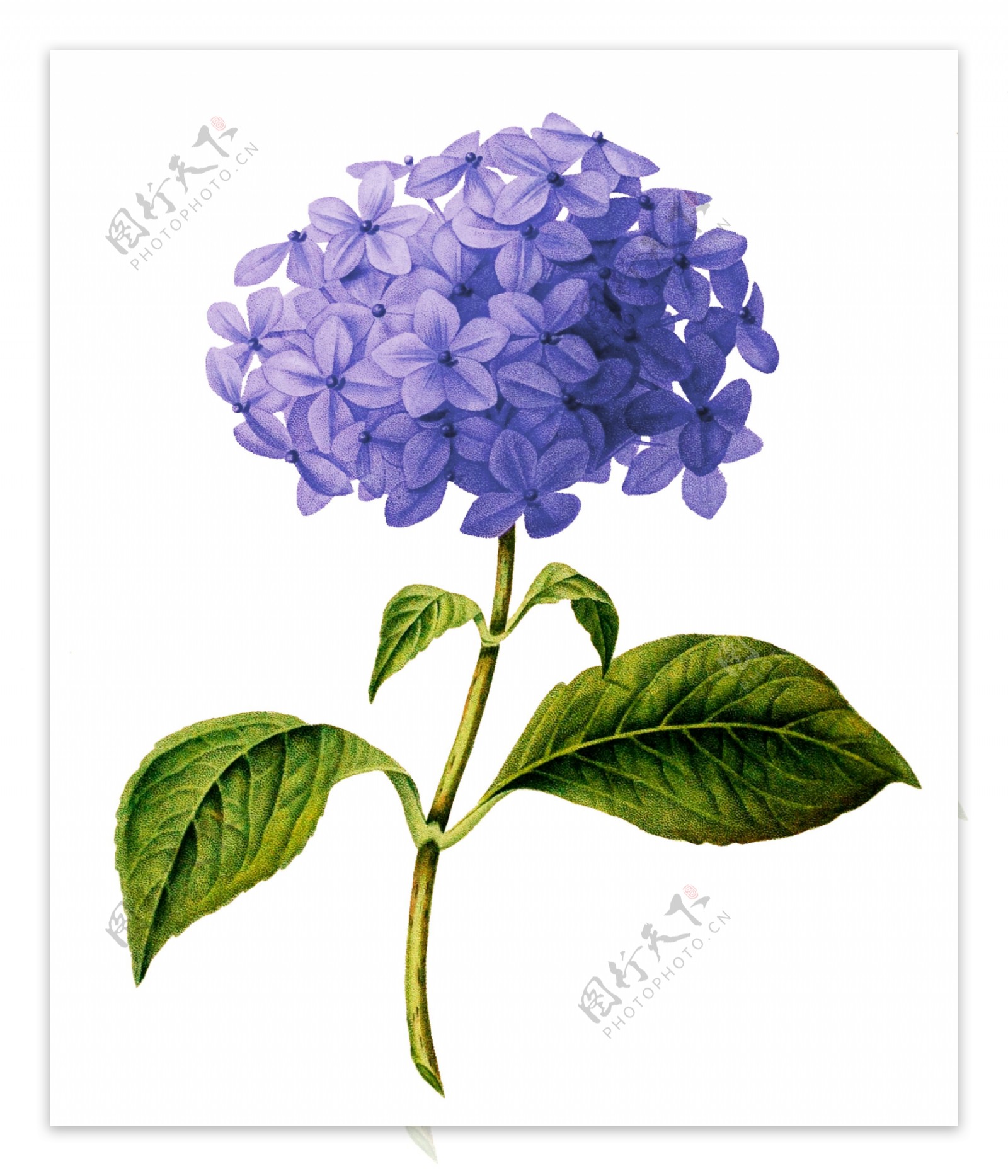 唯美紫色花卉透明素材
