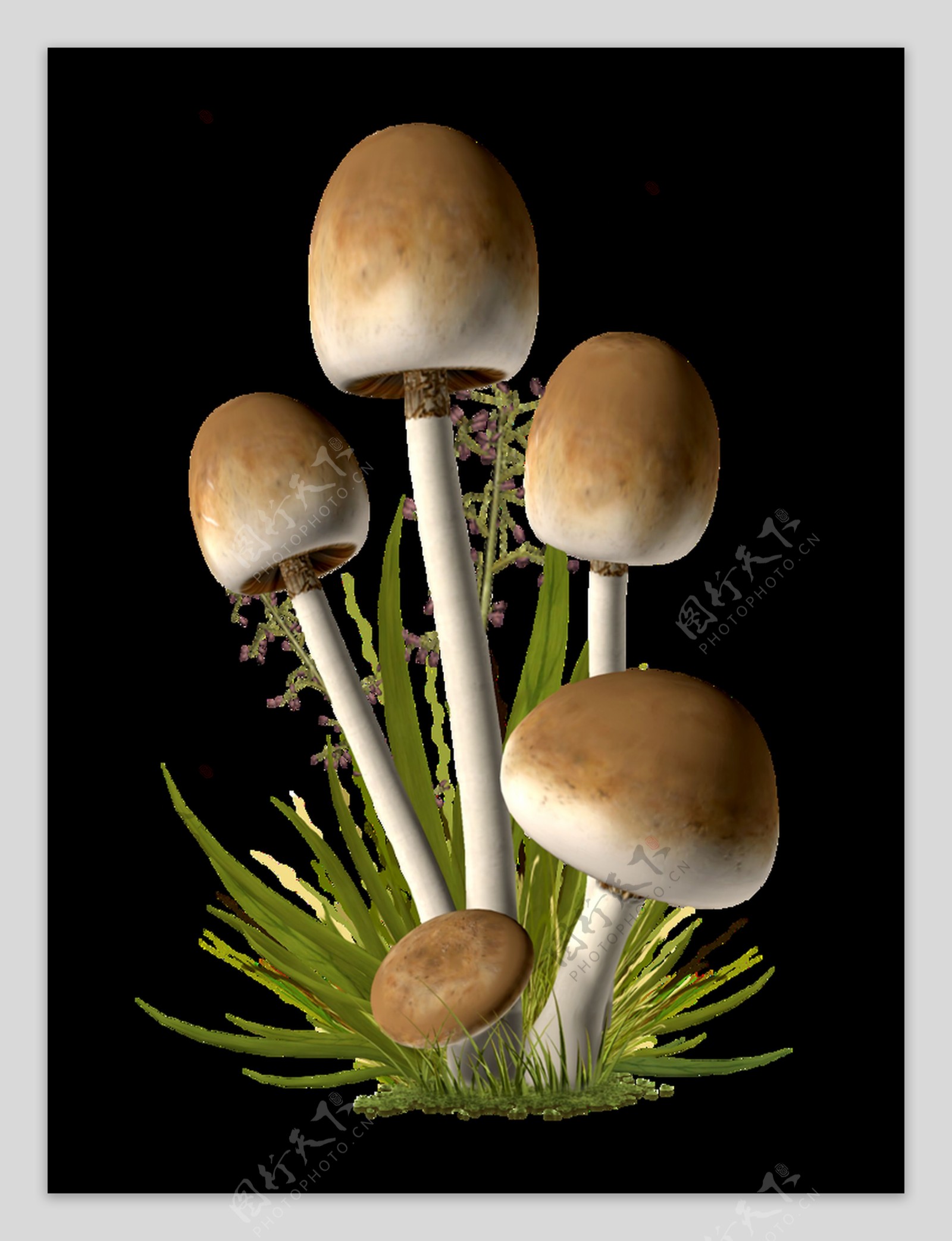 菌类蘑菇透明素材