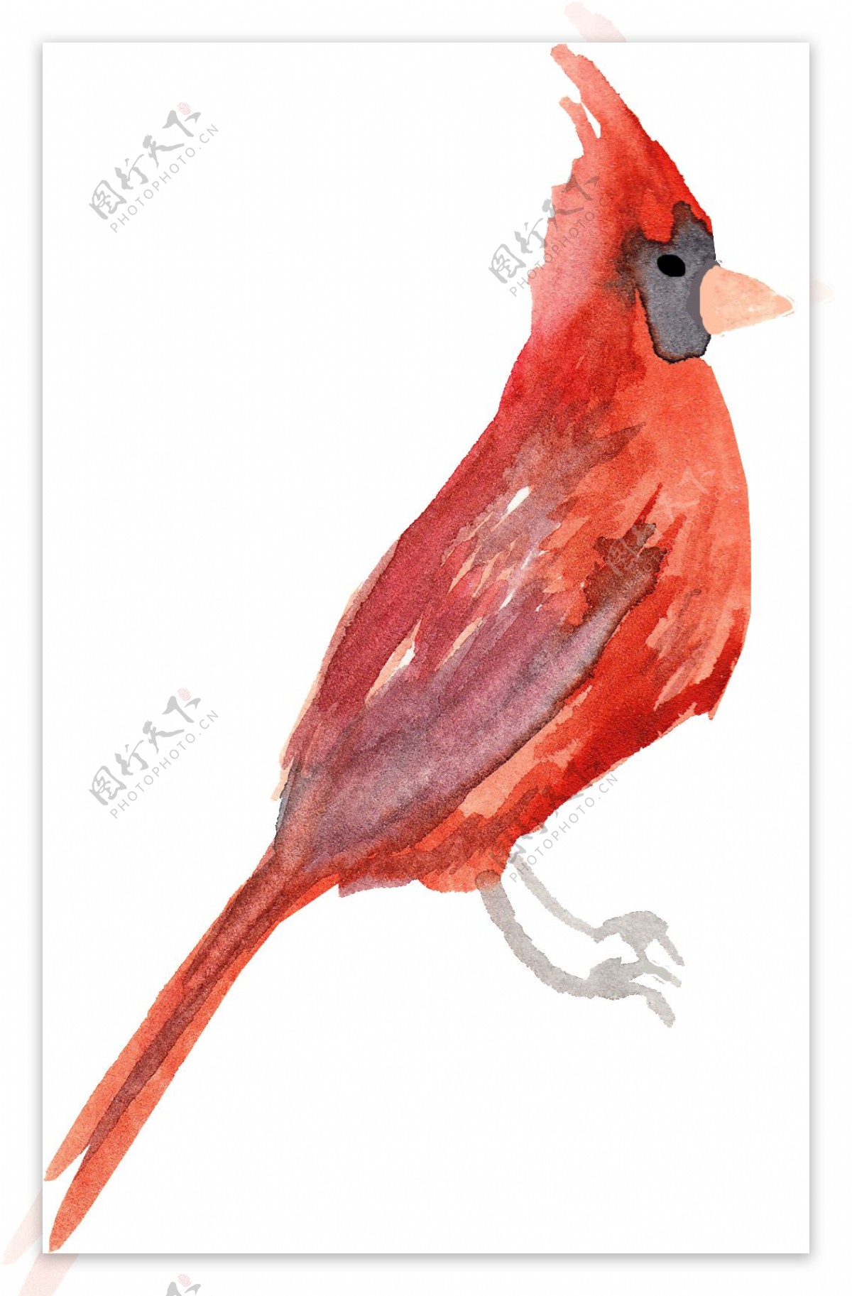 晶红小鸟透明装饰素材