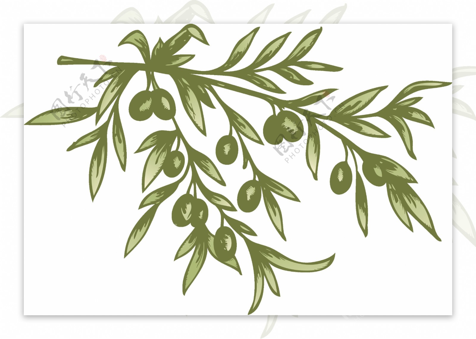 免抠橄榄树元素图片