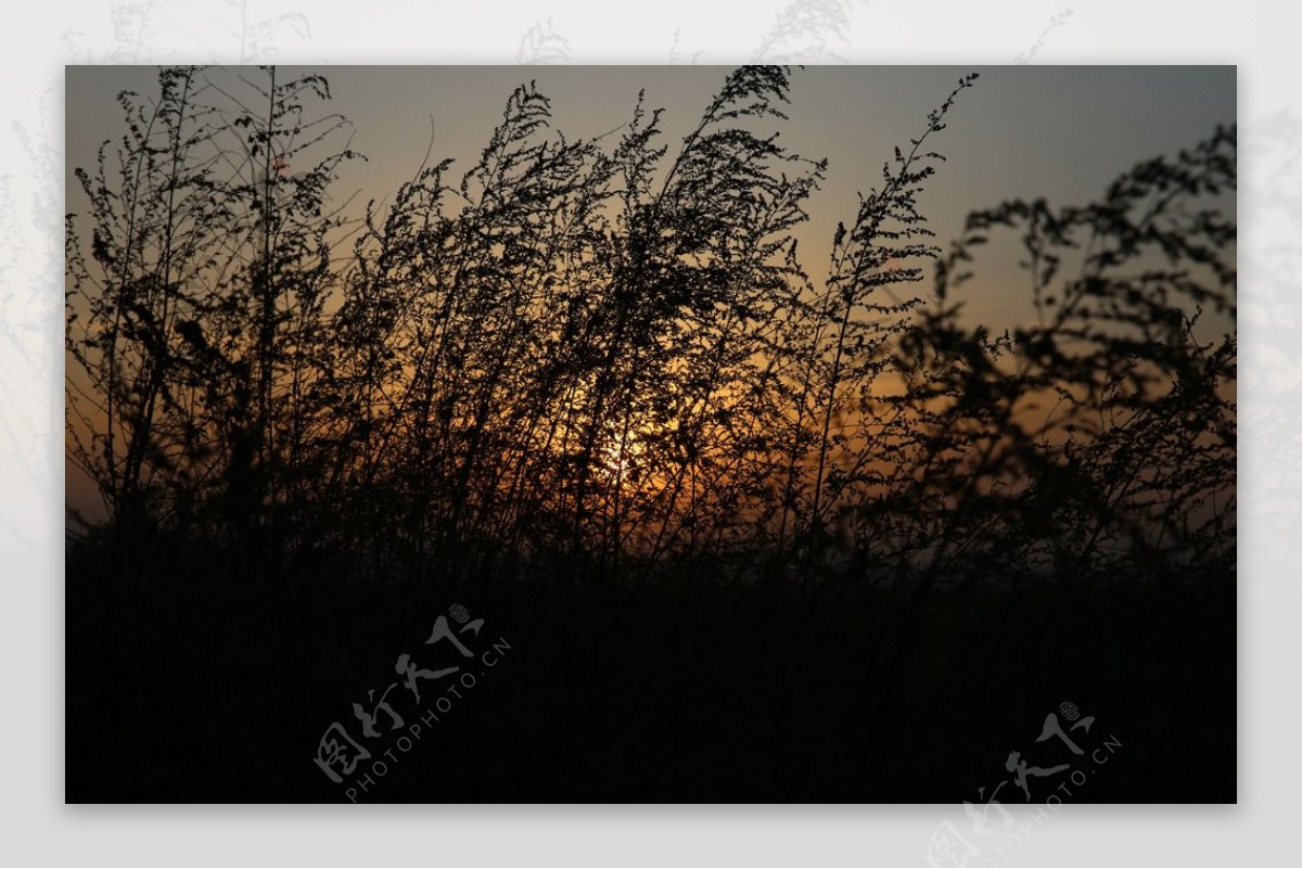 日出前的野草