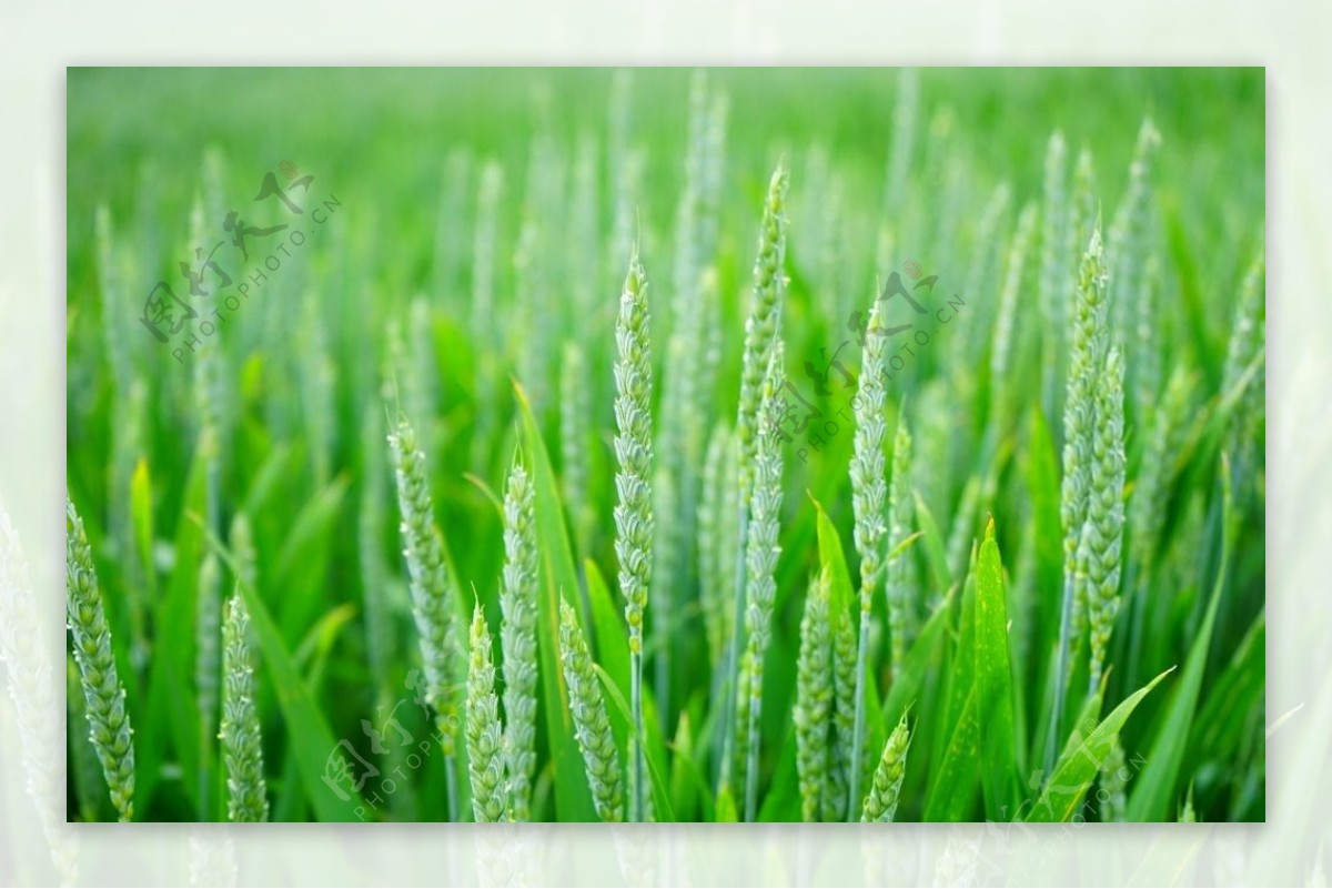 綠油油的稻田圖片素材-JPG圖片尺寸5000 × 3312px-高清圖案500444745-zh.lovepik.com