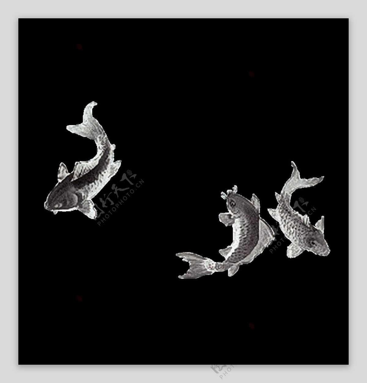 中国风鲤鱼水墨画透明装饰素材