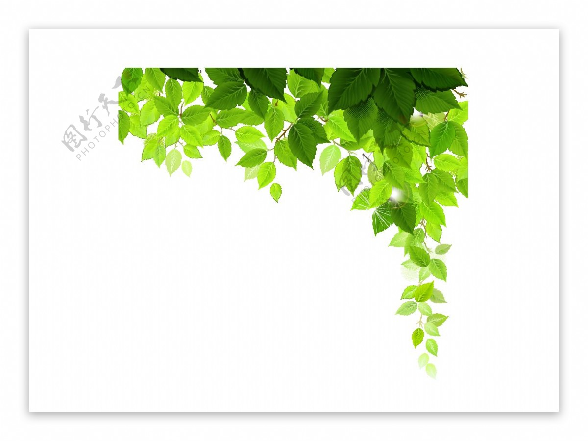 清新绿色叶子边框装饰美图png元素