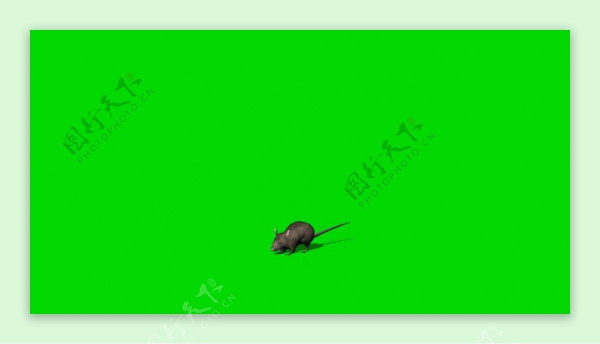 老鼠绿屏抠像视频素材