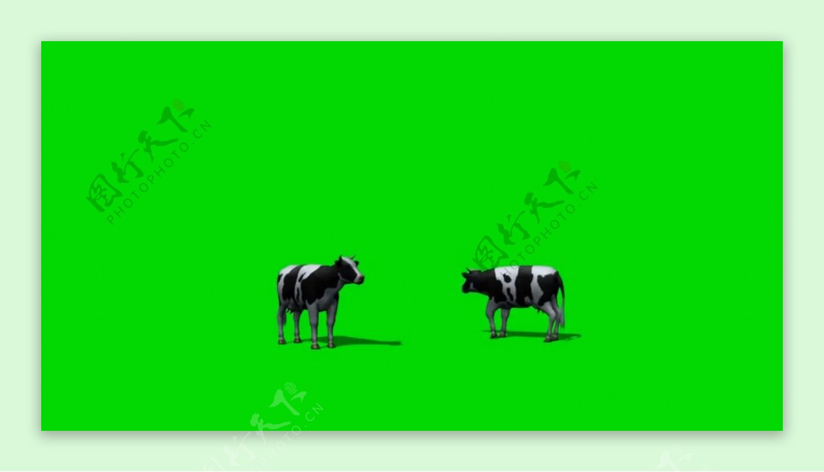 奶牛吃草绿屏抠像视频素材