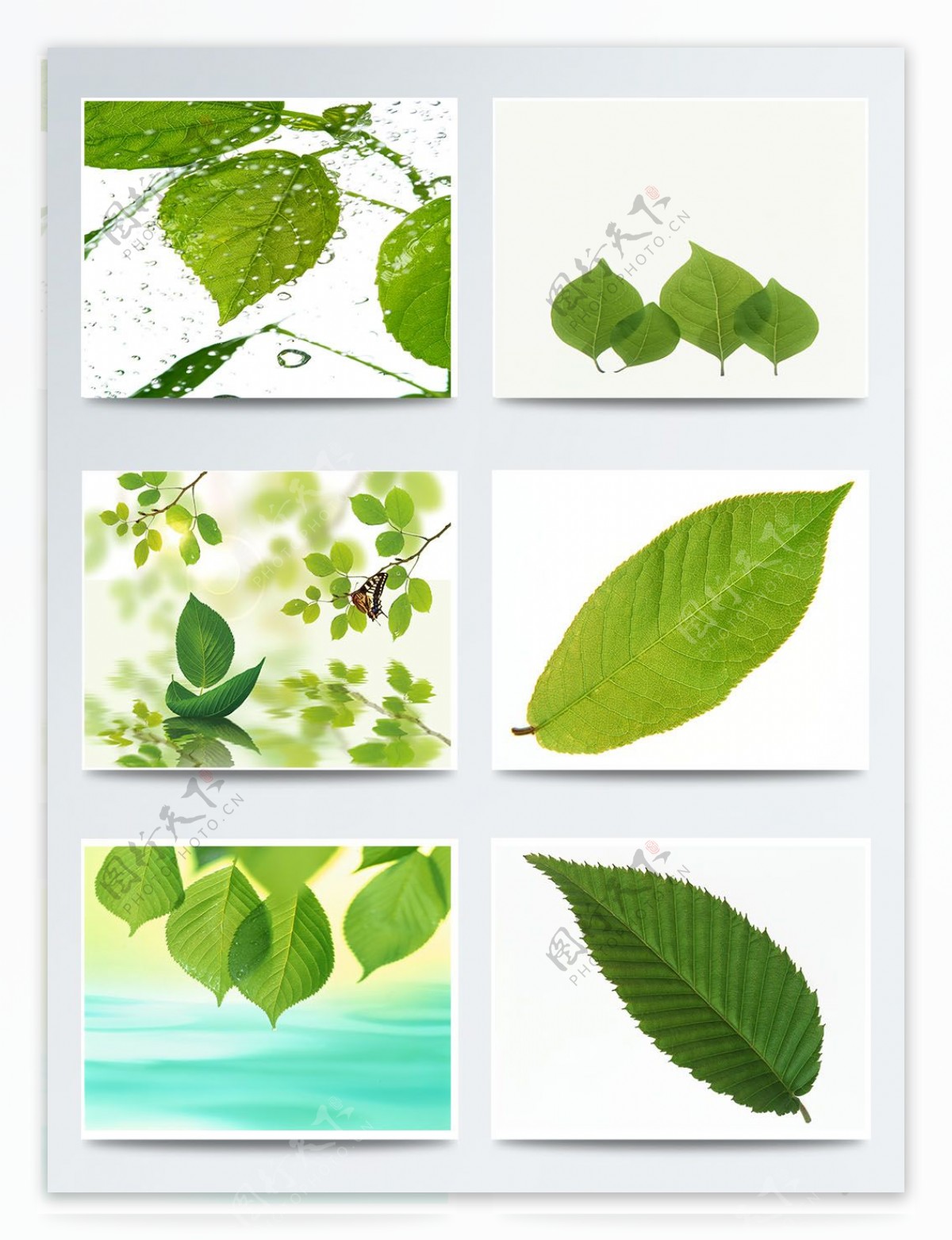 二十四节气立春绿色树叶元素图案