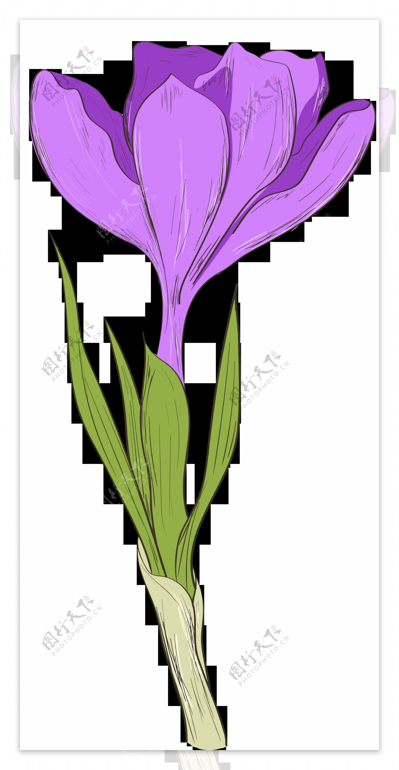 手绘一朵紫色花透明花朵素材