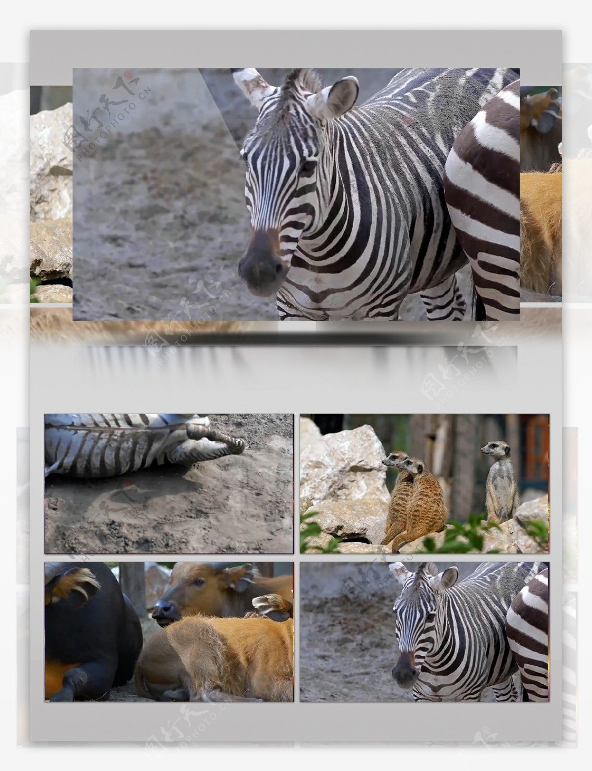 各种非洲动物视频实拍高清素材