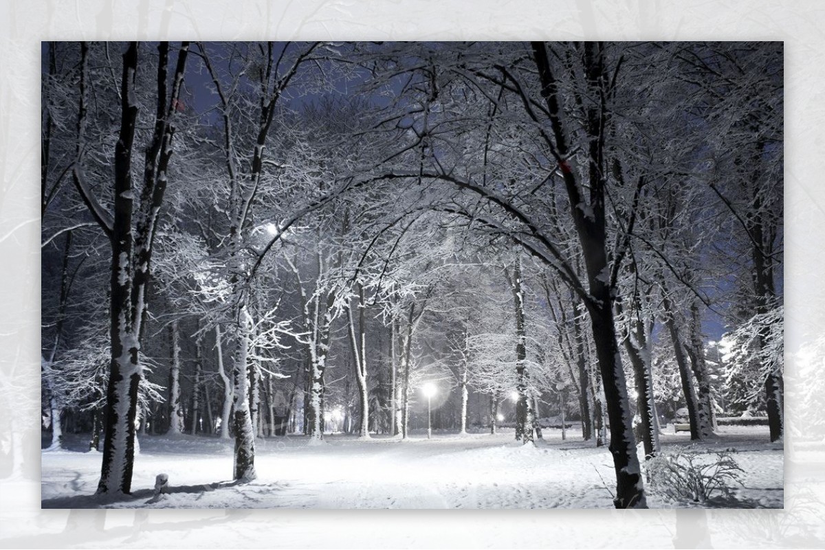 美丽的雪夜树林风景