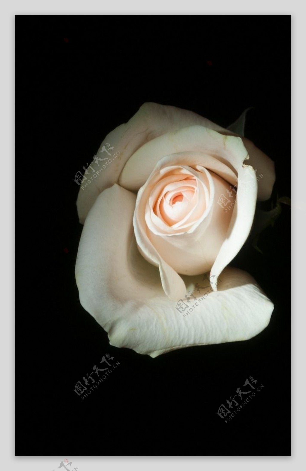 白色玫瑰