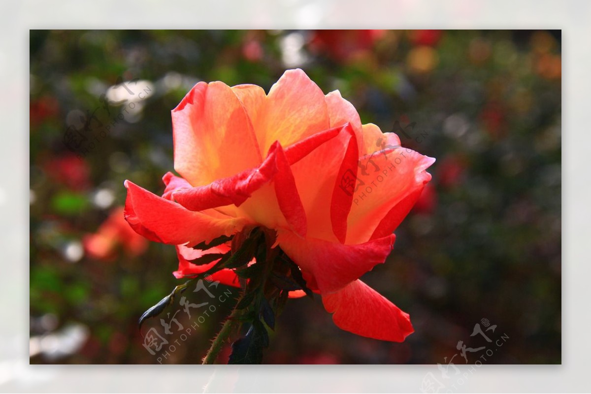 秋拍精品高清特写月季花