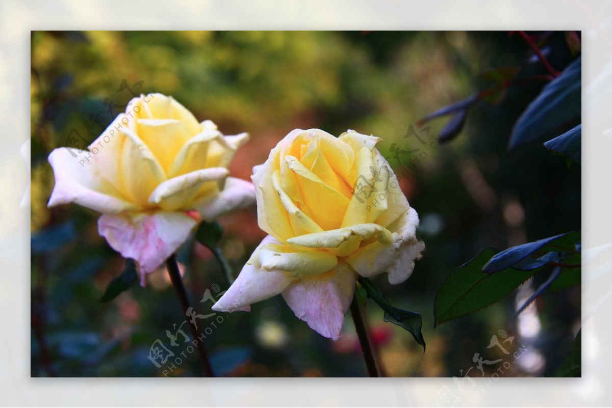 秋拍精品高清特写月季花