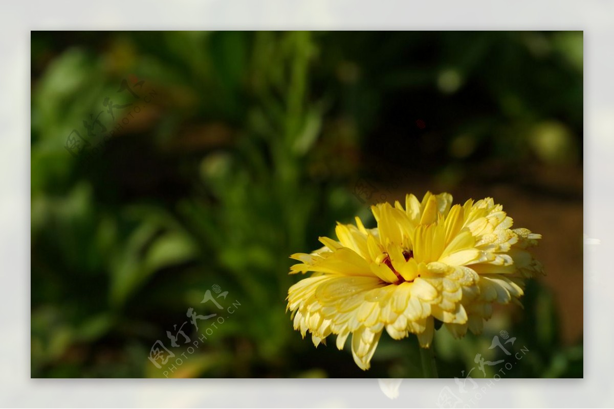 黄色小菊花菊花鲜花花卉