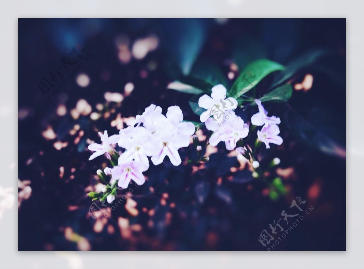 盛开的小白花