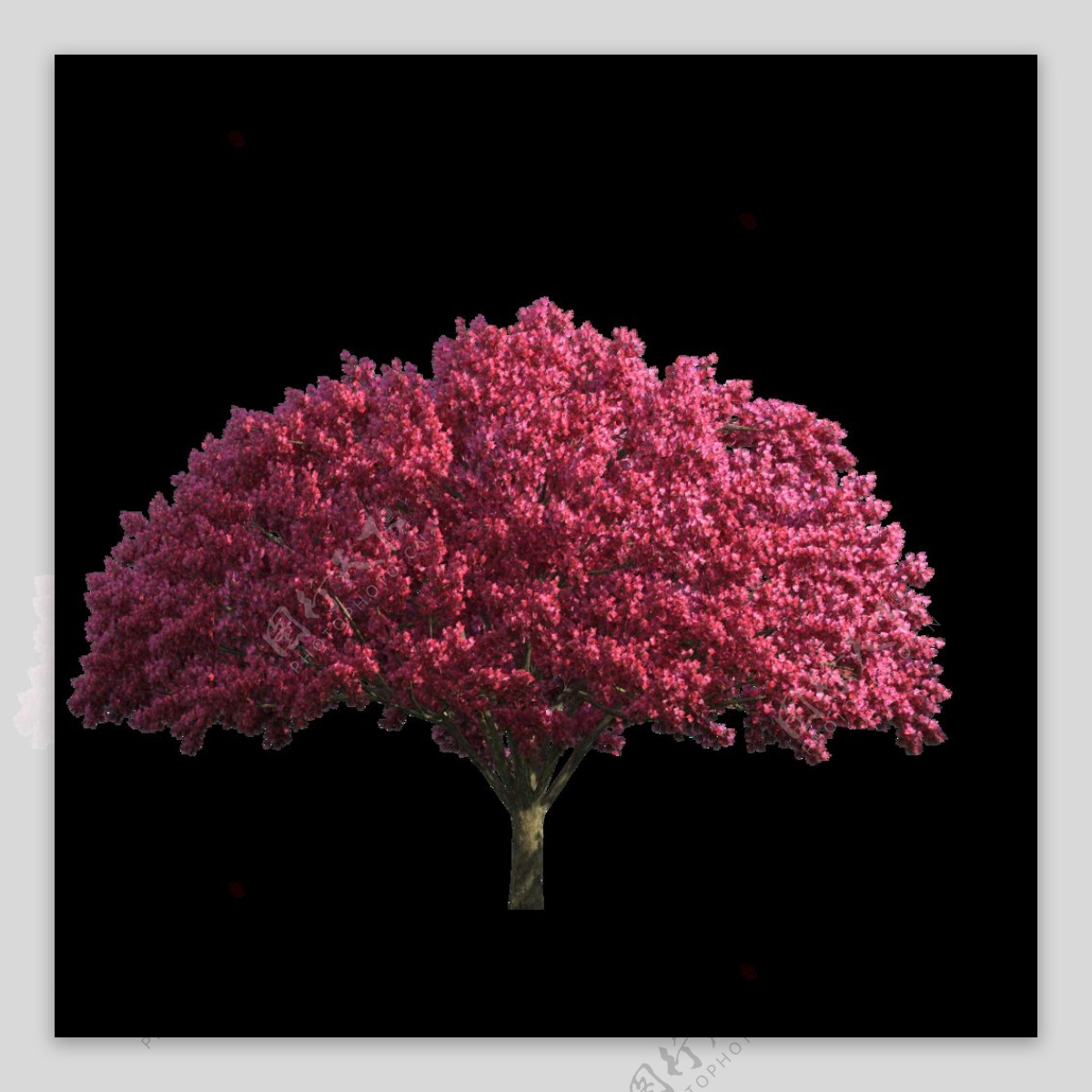 槭树图片_红的槭树图片大全 - 花卉网