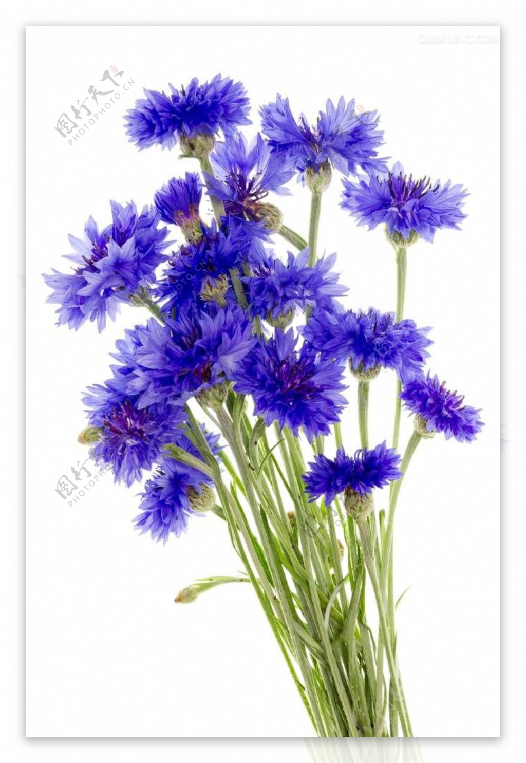 神秘风格紫色花朵花束实物元素