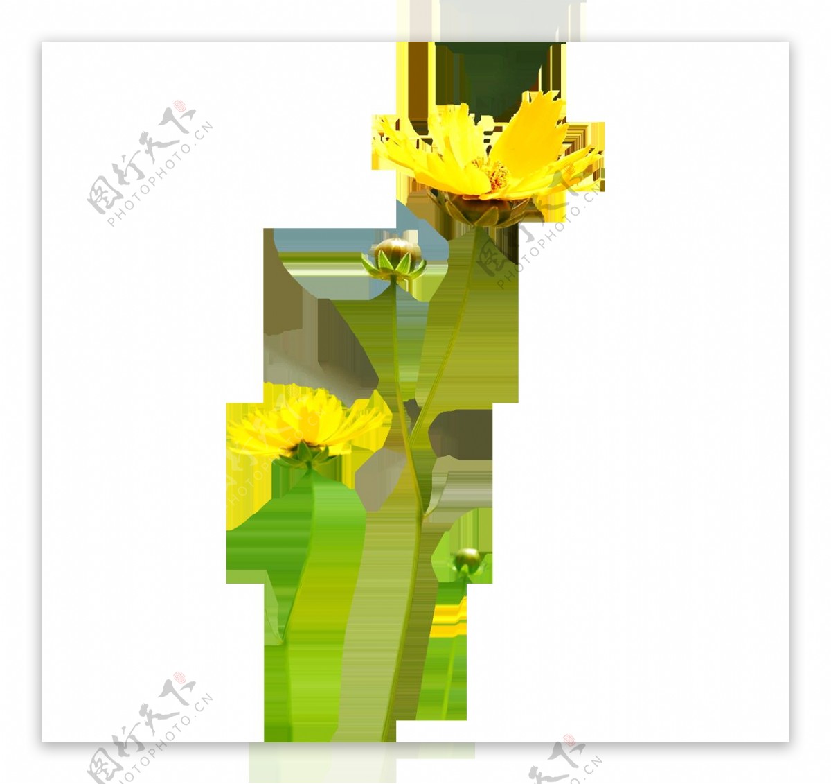 黄色盛开菊花png元素
