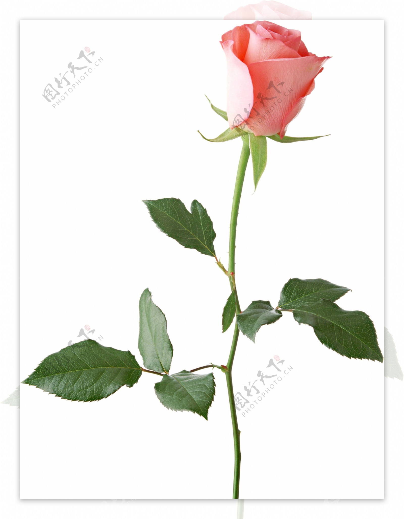 一枝新鲜娇艳的玫瑰花透明装饰素材