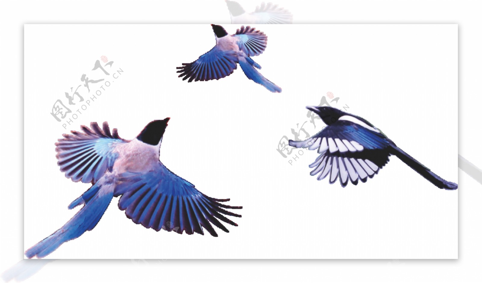 创意手绘飞鸟图透明装饰素材