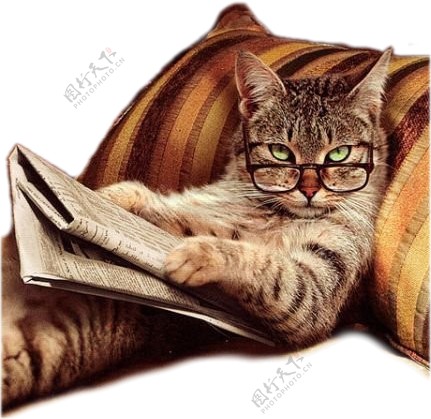 看书的眼镜猫图案