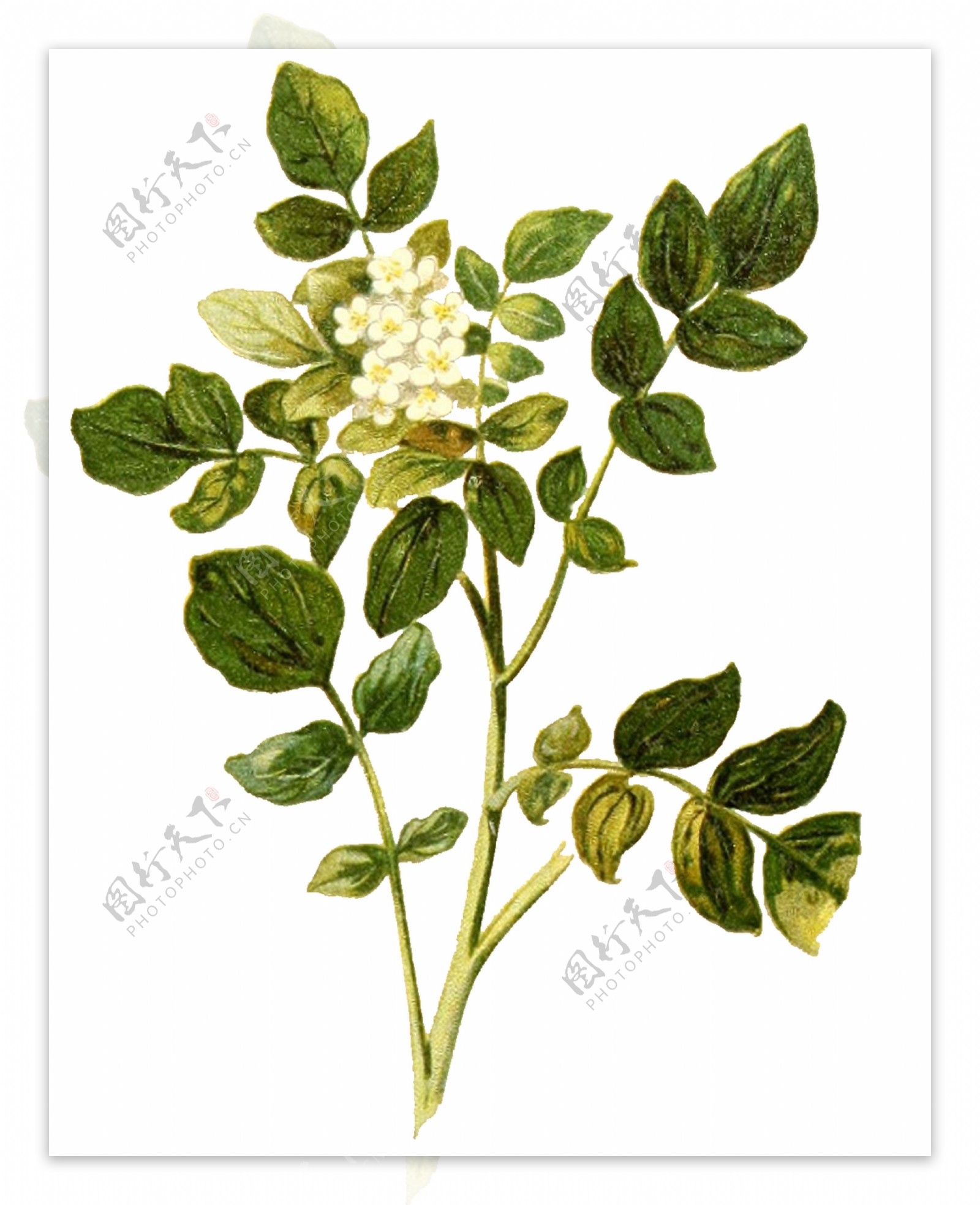 手绘白色花朵花枝透明装饰素材