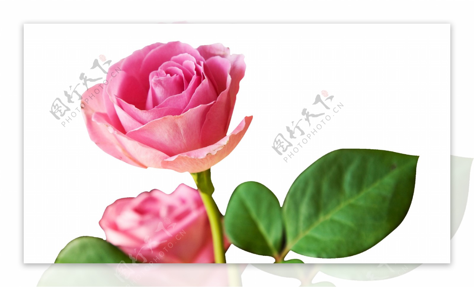 粉色盛开玫瑰png元素