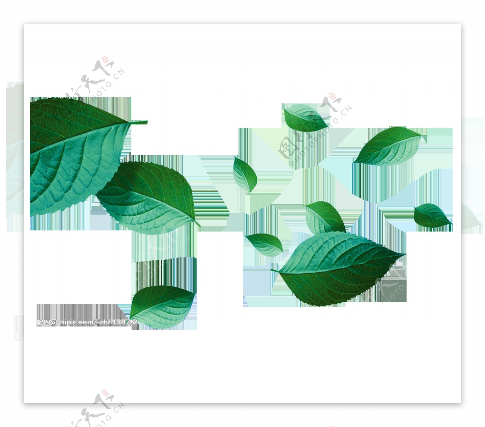 绿色茶树叶子漂浮素材png元素