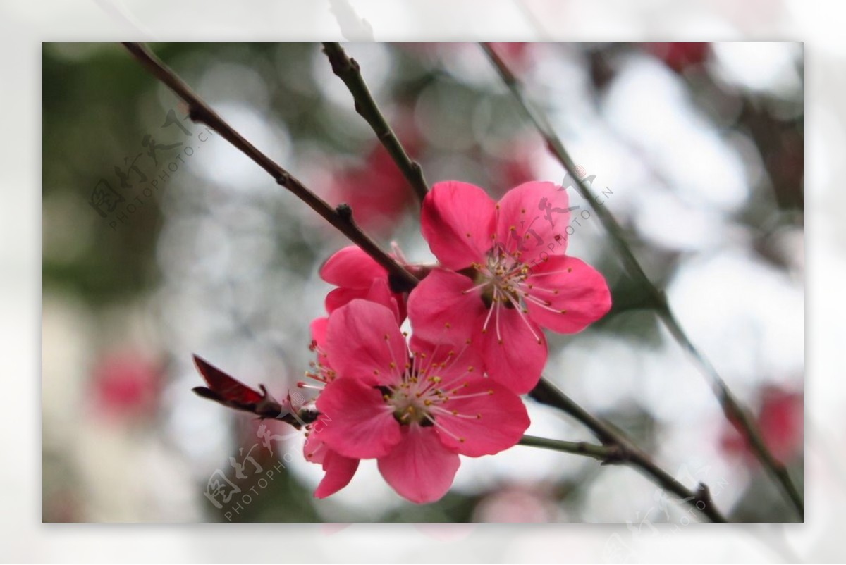 花桃花