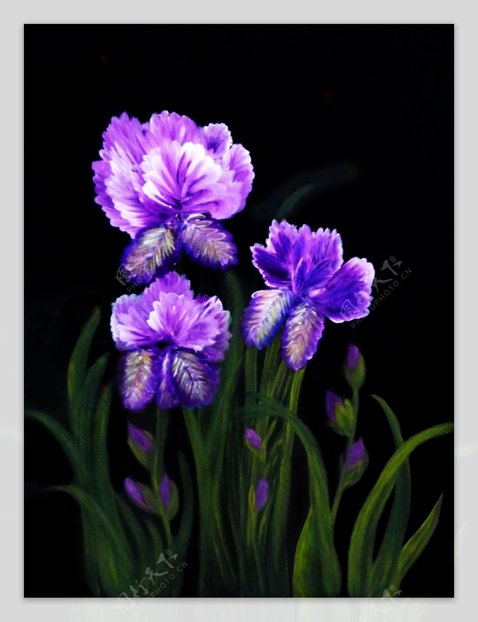 紫色花卉