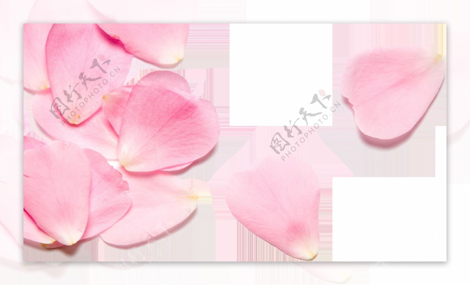 粉色鲜花花瓣png元素