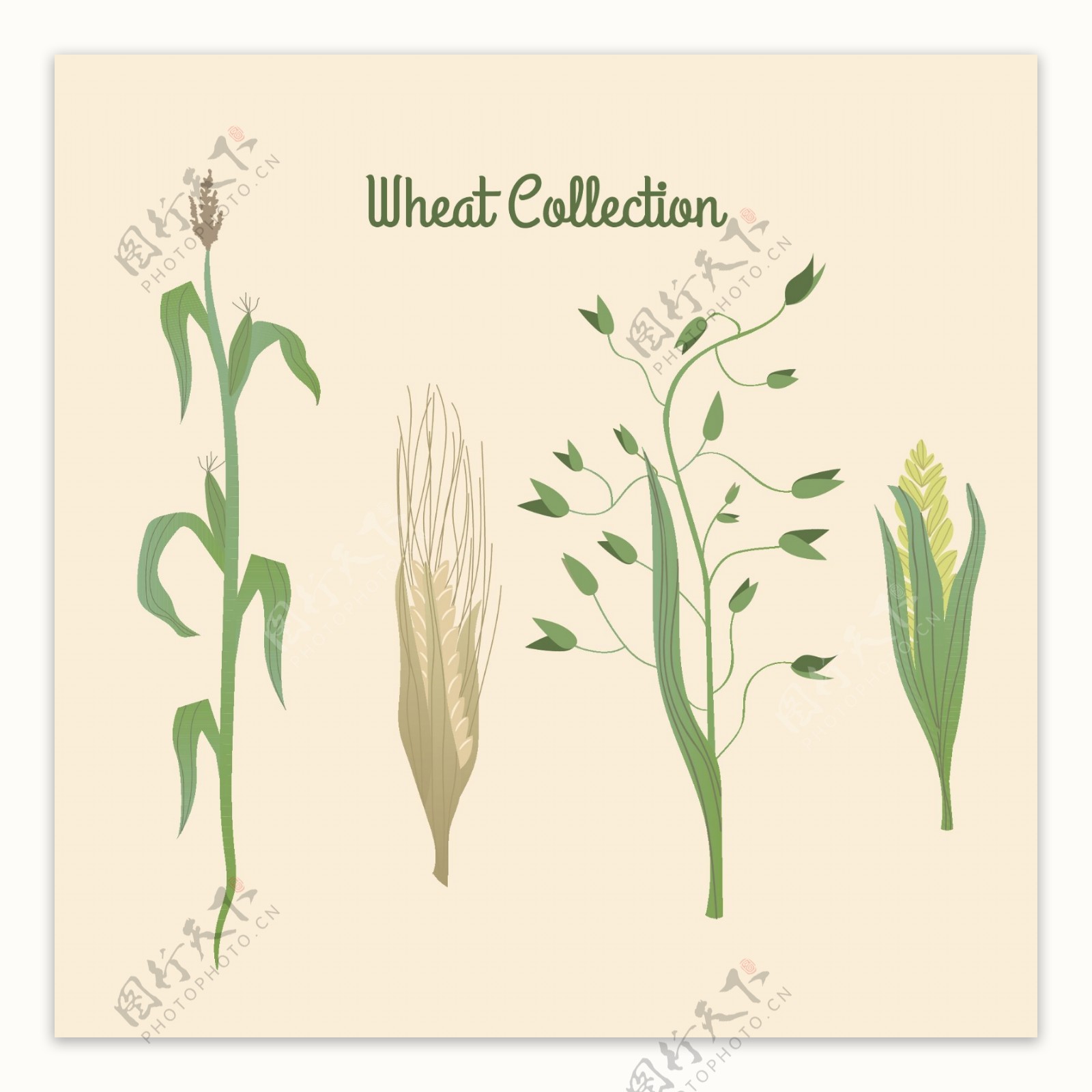 玉米小麦插画矢量图
