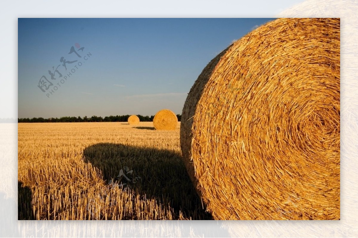 Wheat Field Picture And HD Photos | Free Download On Lovepik