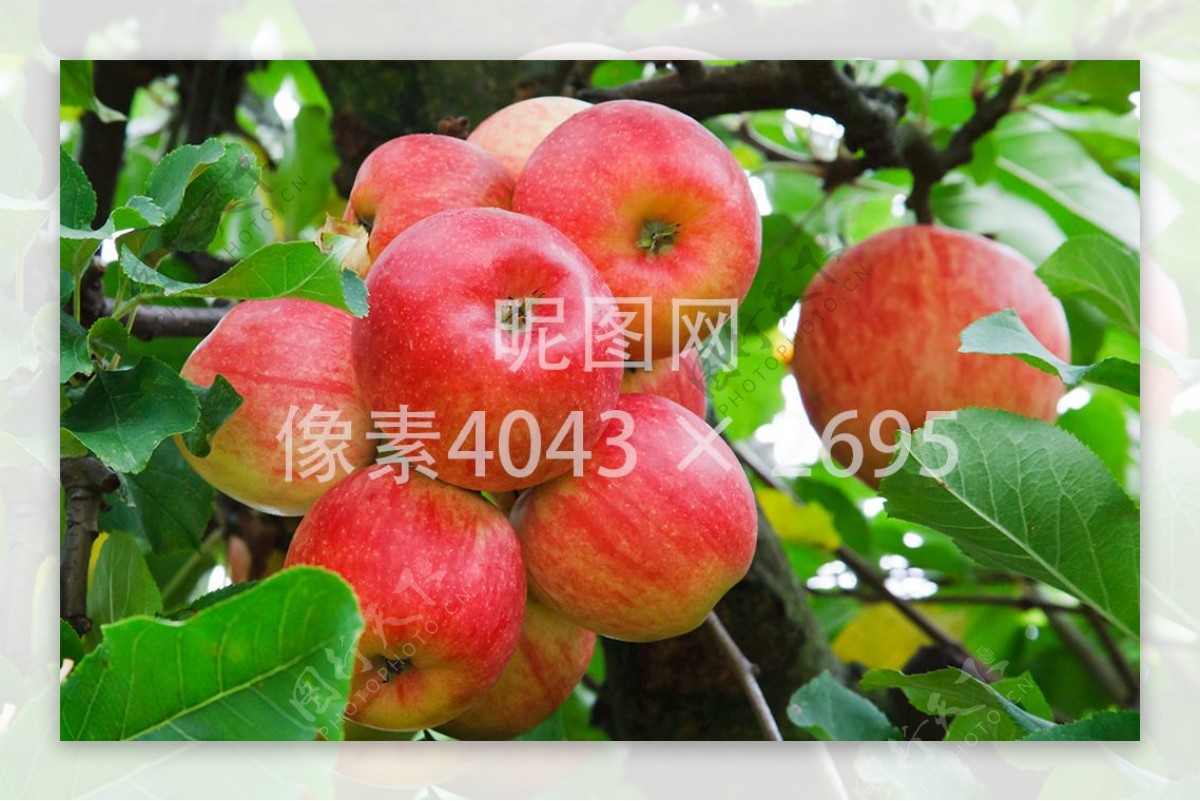 树枝上的新鲜苹果高清大图背景