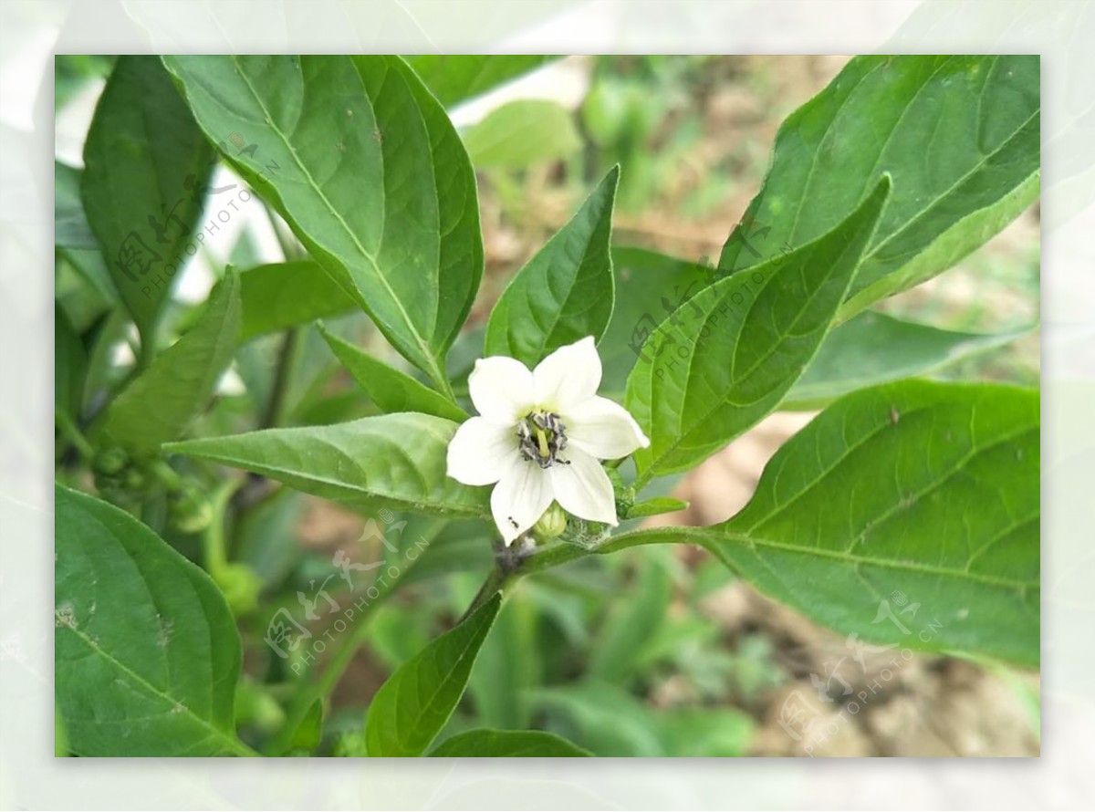 辣椒花白色小花