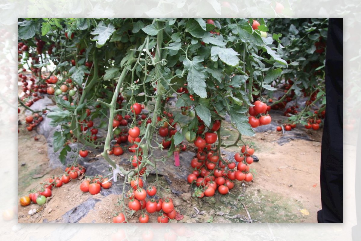 有机无公害高产优良品种西红柿