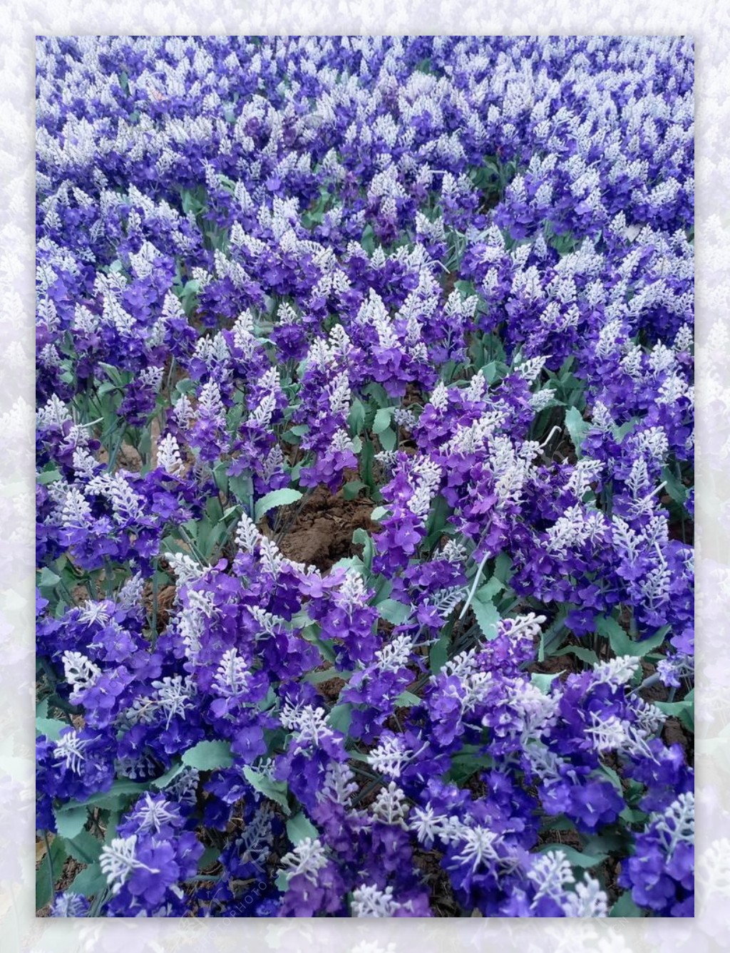 紫色假花坪