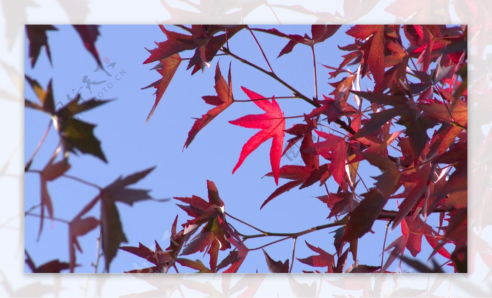 鲜红色的秋天的叶子视频素材