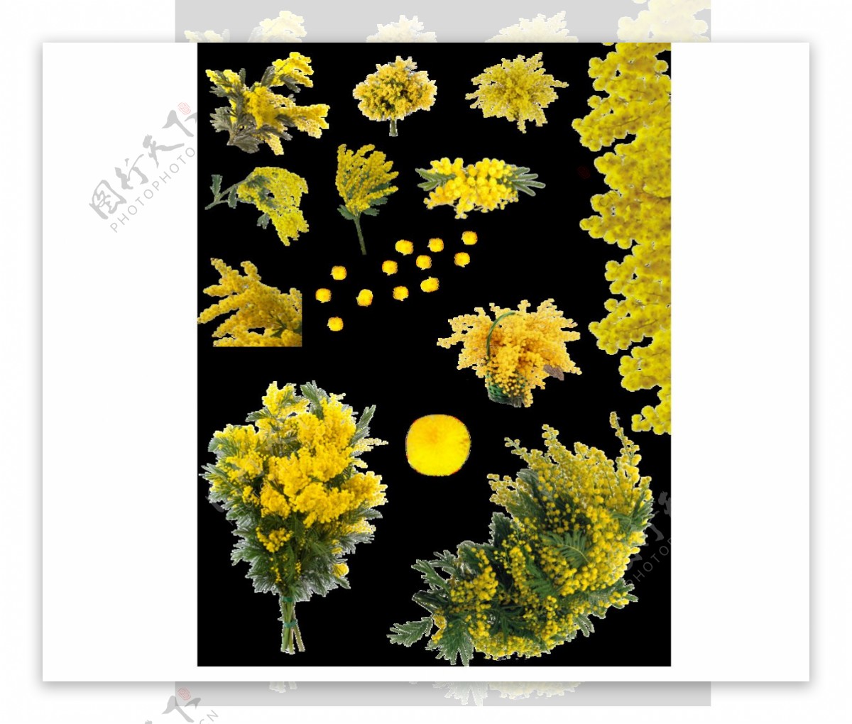 黄色小菊花png元素